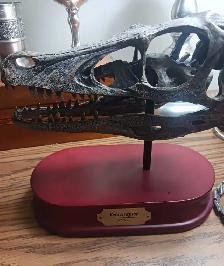 velociraptor skeleton skull - Photo 2