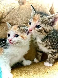 BEAUTIFUL CUDDLES - Photo 2