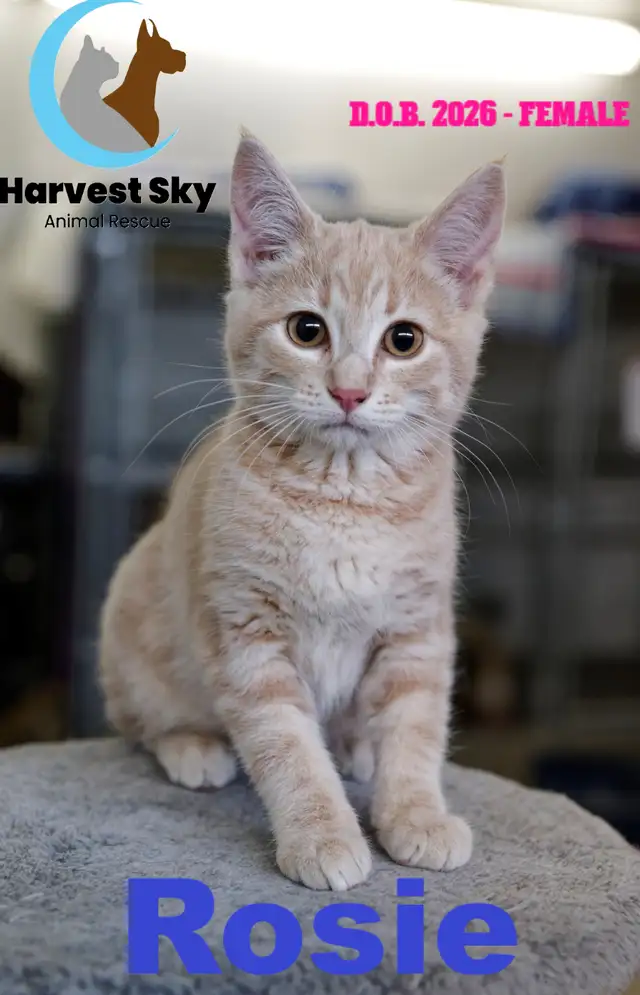 HARVEST SKY ANIMAL RESCUE - 13 KITTENS & 9 CATS AVAILABLE!