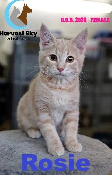 HARVEST SKY ANIMAL RESCUE - 13 KITTENS & 9 CATS AVAILABLE!