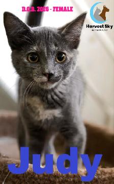 HARVEST SKY ANIMAL RESCUE - 13 KITTENS & 9 CATS AVAILABLE! - Photo 5