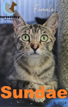 HARVEST SKY ANIMAL RESCUE - 13 KITTENS & 9 CATS AVAILABLE! - Photo 8