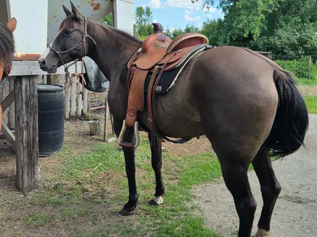 17 yr old Grade Mare