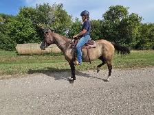 17 yr old Grade Mare - Photo 3