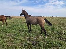 17 yr old Grade Mare - Photo 8
