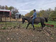 17 yr old Grade Mare - Photo 9