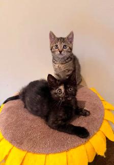 Hypoallergenic Siberian x Russian Blue Kittens! - Photo 2