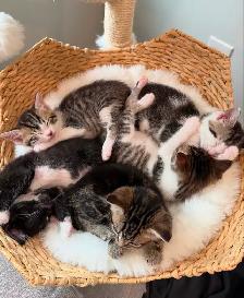 Hypoallergenic Siberian x Russian Blue Kittens! - Photo 3