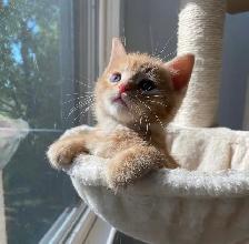 Hypoallergenic Siberian x Russian Blue Kittens! - Photo 4