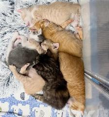 Hypoallergenic Siberian x Russian Blue Kittens! - Photo 5