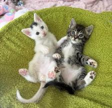 Hypoallergenic Siberian x Russian Blue Kittens! - Photo 6