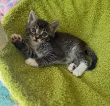 Hypoallergenic Siberian x Russian Blue Kittens! - Photo 7