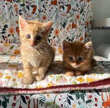 Hypoallergenic Siberian x Russian Blue Kittens! - Photo 8