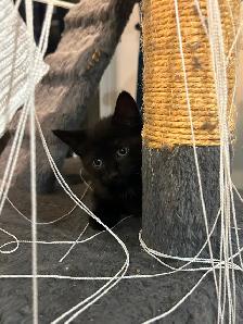 chaton femelle