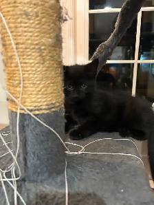 chaton femelle - Photo 2