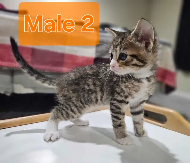 Adorable Male Kittens Looking for Loving Homes
