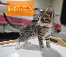 Adorable Male Kittens Looking for Loving Homes