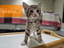 Adorable Male Kittens Looking for Loving Homes - Photo 2