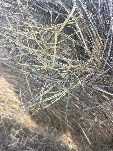 Hay Bales - Photo 3