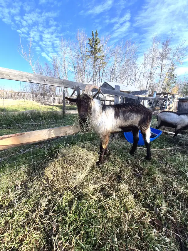 Alpine Billy goats for sale