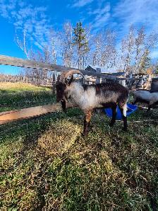 Alpine Billy goats for sale - Photo 2