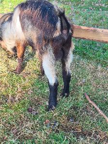 Alpine Billy goats for sale - Photo 3