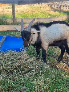 Alpine Billy goats for sale - Photo 4