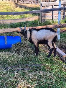 Alpine Billy goats for sale - Photo 5