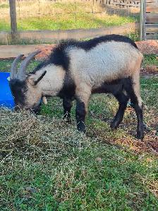 Alpine Billy goats for sale - Photo 6