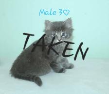 Adorable Longhaired Kittens! 1 LEFT! - Photo 5
