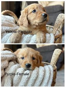 Purebred Golden Retriever Puppies - Photo 3