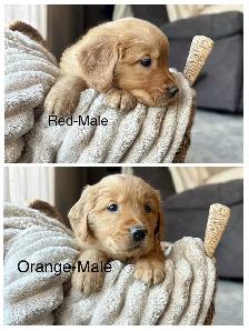 Purebred Golden Retriever Puppies - Photo 4