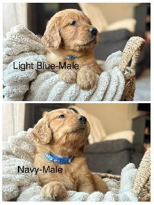 Purebred Golden Retriever Puppies - Photo 5