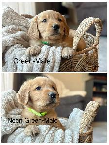 Purebred Golden Retriever Puppies - Photo 6