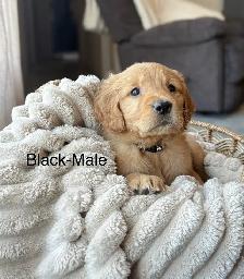 Purebred Golden Retriever Puppies - Photo 7