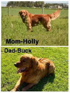 Purebred Golden Retriever Puppies - Photo 8