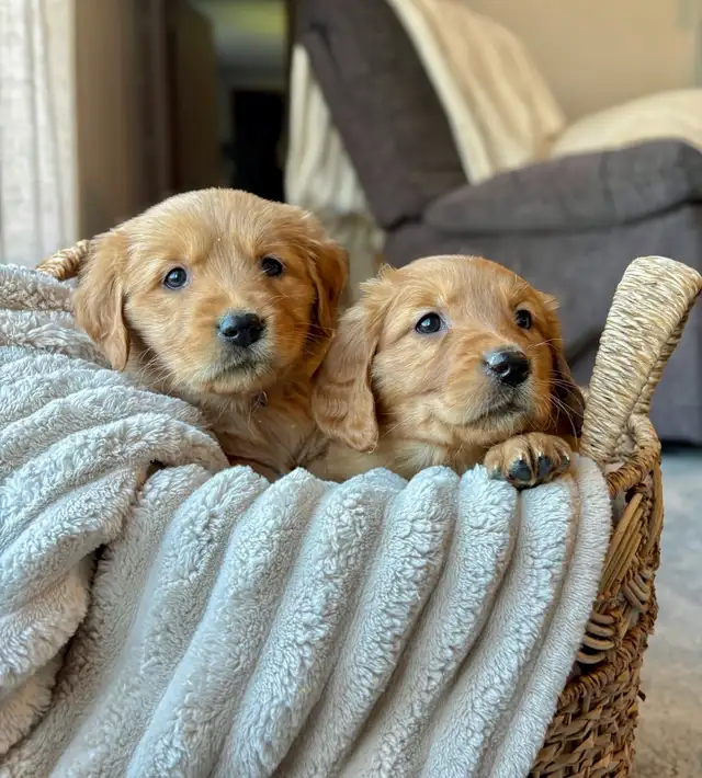 Purebred Golden Retriver Puppies