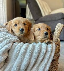 Purebred Golden Retriver Puppies