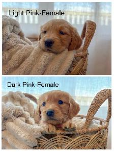 Purebred Golden Retriver Puppies - Photo 2