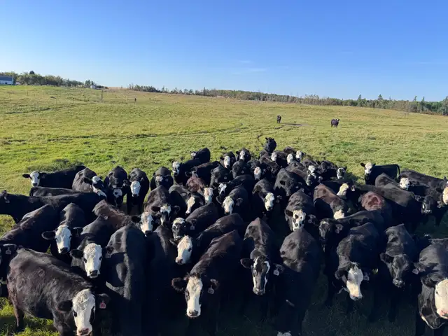 60 BWF Bred Heifers