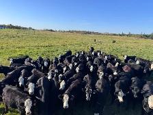 60 BWF Bred Heifers