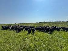 60 BWF Bred Heifers - Photo 2