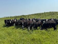60 BWF Bred Heifers - Photo 3