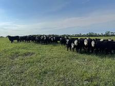 60 BWF Bred Heifers - Photo 4