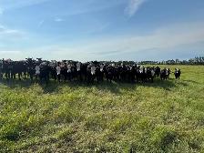 60 BWF Bred Heifers - Photo 5