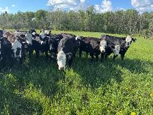 60 BWF Bred Heifers - Photo 6
