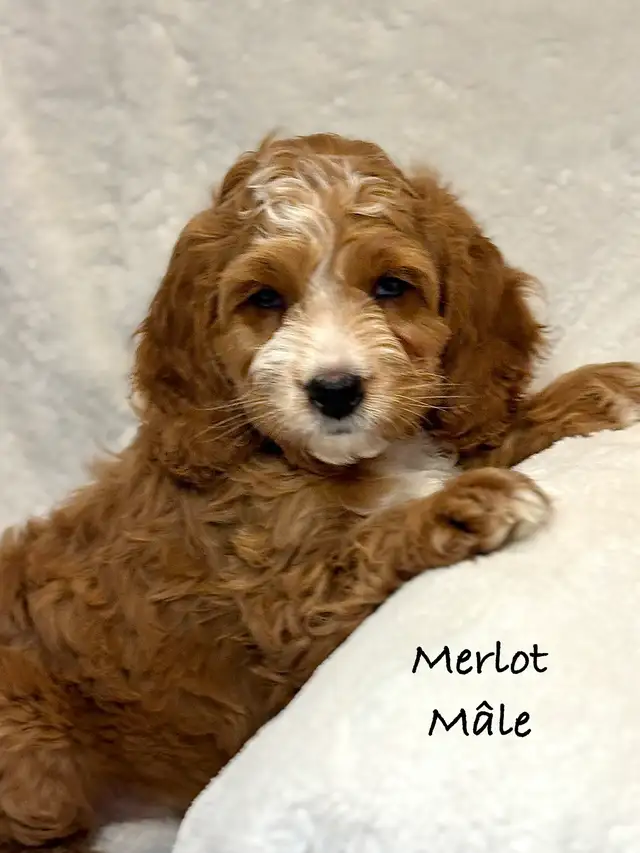 CHIOTS MINI COCKAPOO F1B PUPPIES Micropucés