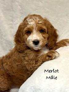 CHIOTS MINI COCKAPOO F1B PUPPIES Micropucés