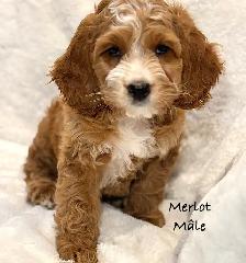 CHIOTS MINI COCKAPOO F1B PUPPIES Micropucés - Photo 2