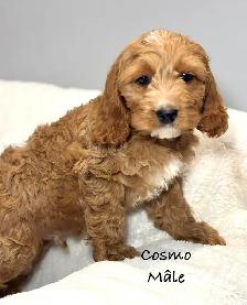 CHIOTS MINI COCKAPOO F1B PUPPIES Micropucés - Photo 3